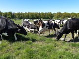 Ferienwohnung in Kellenhusen - Schwoon - Unsere K&uuml;he kommen im Sommer auf die Weide