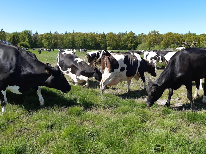 Ferienwohnung in Kellenhusen - Schwoon - Unsere K&uuml;he kommen im Sommer auf die Weide