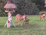 Ferienwohnung in Gelting - Dreigiebelhof - Bild 15