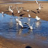 Bungalow in S&uuml;ssau - Bernhardt - Nat&uuml;rlich M&ouml;wen !