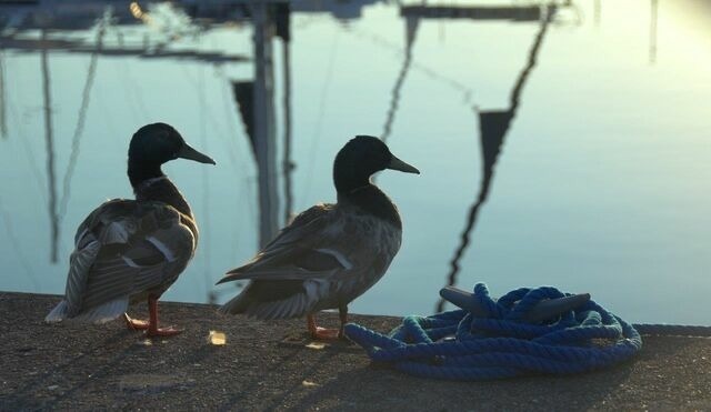 Ferienwohnung in Neustadt - ancora Marina Haus 1 Nr. 04, Typ 2 - Bild 17