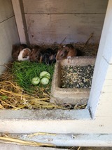 Ferienwohnung in Fehmarn OT Todendorf - Ferienhof Manowski Nr.1 - Bild 18