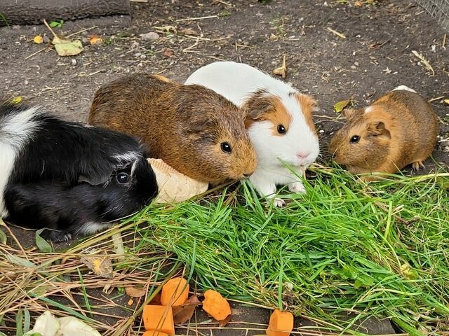 Ferienwohnung in Fehmarn OT Todendorf - Ferienhof Manowski Nr.1 - Bild 19