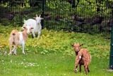 Ferienwohnung in Fehmarn OT Vadersdorf - RosenG&auml;rtchen - Bild 21