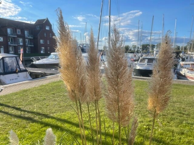 Ferienwohnung in Ueckermünde - Lagunenstadt am Haff Fewo 87 - Dione - Bild 10