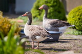 Ferienwohnung in Fehmarn OT Lemkendorf - Ferienhof Becker - Wiesentraum - Bild 11