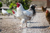 Ferienwohnung in Fehmarn OT Lemkendorf - Ferienhof Becker - Wiesentraum - Bild 12