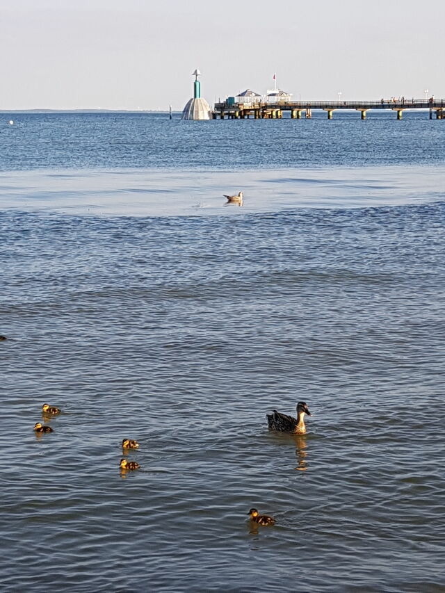 Ferienwohnung in Grömitz - Villa am Meer - App. 43 - Bild 19