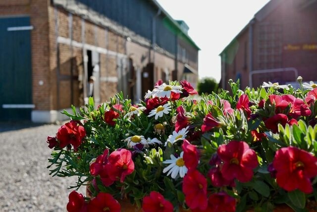 Ferienwohnung in Fehmarn - Knusthof Lafrenz - K&uuml;stenblick - Bild 13