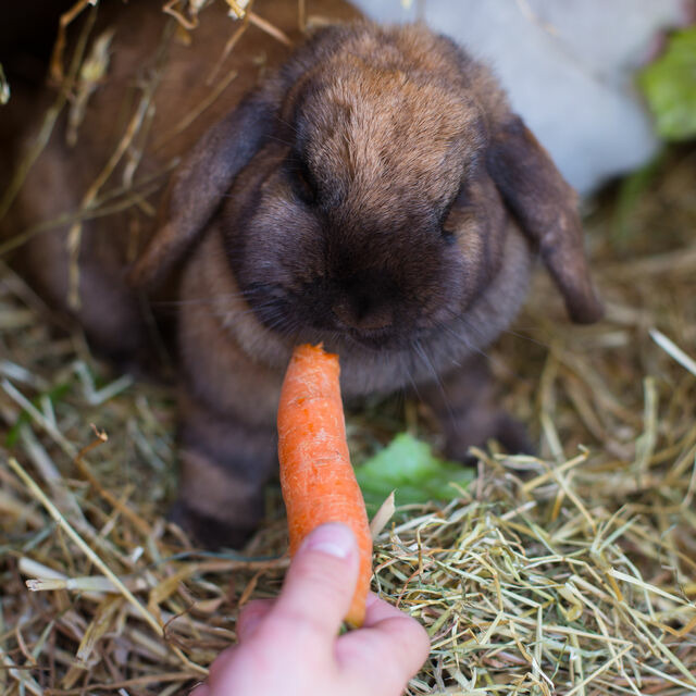 Ferienwohnung in Fehmarn OT Wenkendorf - Ferienhof Marquardt Fewo Terrassenst&uuml;bchen - Bild 15