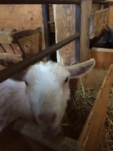 Ferienwohnung in Fehmarn OT Sahrensdorf - Ferienwohnung Himmelblau auf dem Ferien + Bauernhof Nielson in Bisdorf in Inselmitte - Bild 15