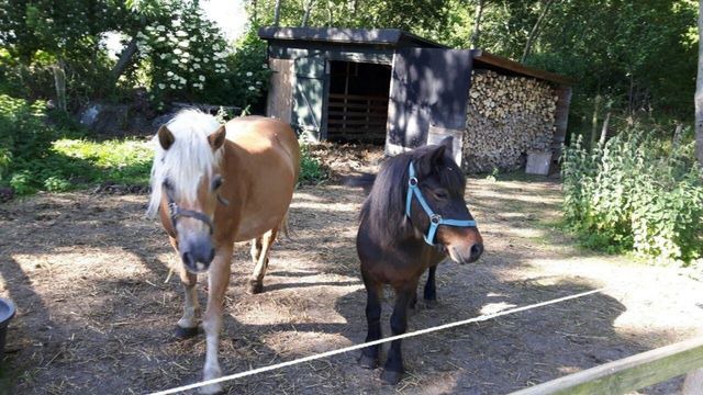 Ferienwohnung in Fehmarn OT Sahrensdorf - Ferienwohnung " Vergissmeinnicht" im Ferienhaus Nielson in Petersdorf - Bild 22