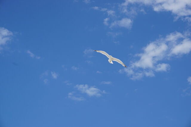 Ferienhaus in Zingst - Kranich - Bild 14