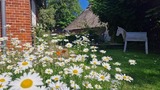 Ferienwohnung in Riepsdorf - Familienzeit- Freie Zeiten in Sommer - Bild 12