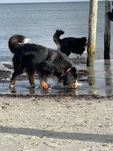 Ferienwohnung in Juliusruh - MeinStrandnest - Bild 16