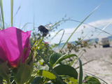 Ferienwohnung in Gro&szlig;enbrode - K&uuml;stenzauber 18 - Gro&szlig;enbrode - Bild 24