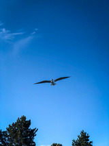 Ferienhaus in Gl&uuml;cksburg - Ferienhaus "S&ouml;ren" - Bild 25