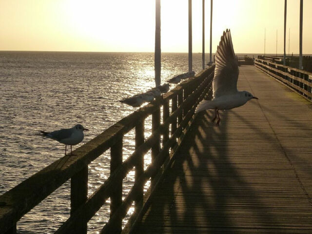 Ferienwohnung in Gro&szlig;enbrode - M&ouml;wennest 11 - Gro&szlig;enbrode - Bild 16