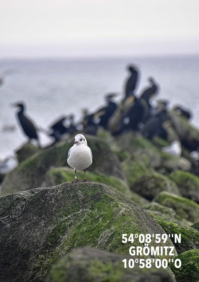 Ferienwohnung in Grömitz - Strandnahes Design-Wohlfühlappartement - Urlaub von Anfang an - Bild 21