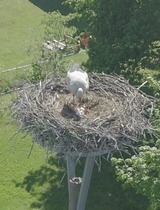 Ferienwohnung in Kenz-Küstrow - Ferienwohnung am Storchnest - Bild 23