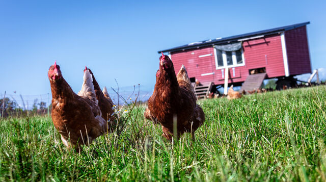 Ferienwohnung in Fehmarn OT D&auml;nschendorf - Osterhof Fehmarn - Casa Mare - Bild 16