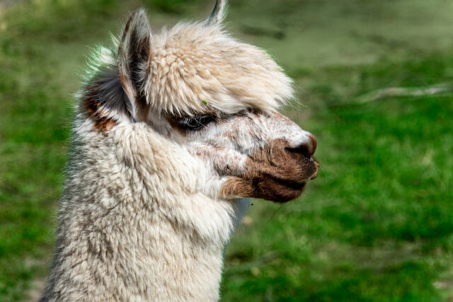 Ferienwohnung in Fehmarn OT D&auml;nschendorf - Osterhof Fehmarn - Casa Mare - Bild 17