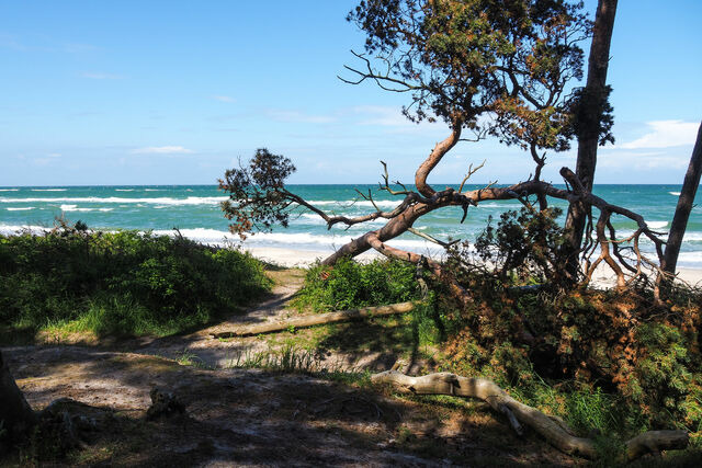 Ferienwohnung in Ostseeheilbad Zingst - Villa Balticum 6 - Bild 11