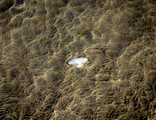 Ferienhaus in Glücksburg - Ferienhaus Außenförde - Bild 25