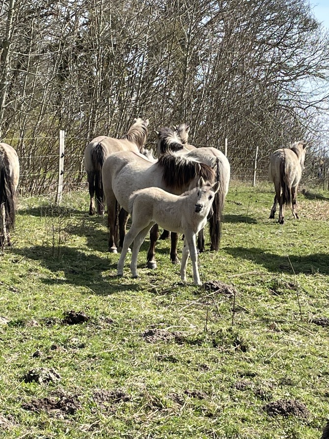 Ferienhaus in Kronsgaard - Ferienhaus Christian - Wildpferde