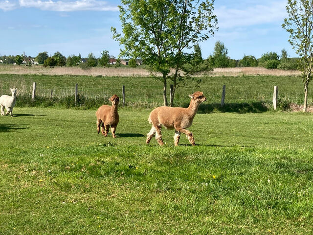 Doppelzimmer in Börgerende-Rethwisch - Hus un Köken - 3 - Bild 10