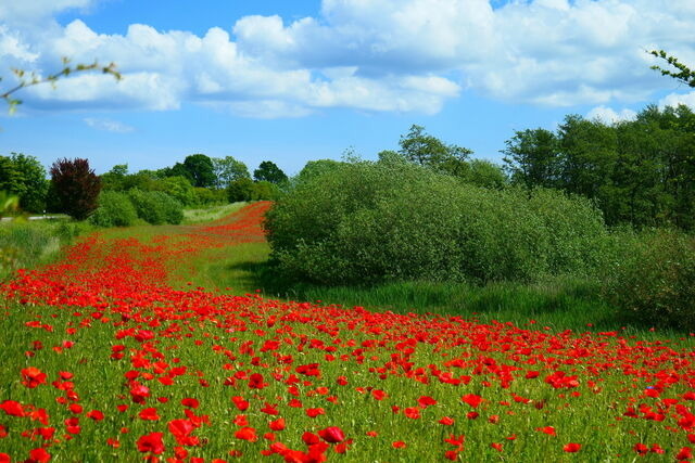 Ferienwohnung in Gelting-Niesgrau - Ferienwohnung Hafenblick Ferienhof Geltinger Bucht - Bild 14