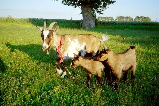 Ferienwohnung in Fehmarn OT Schlagsdorf - Bauernhof Urlaub FeWo Nr. 4 - 3-Personen - Bild 11