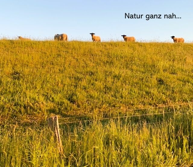 Ferienwohnung in Wendtorf - Silbermöwe - Bild 19