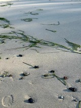 Ferienwohnung in Dranske - Kapitänskajüte am Bakenberg- D21 - Bild 10