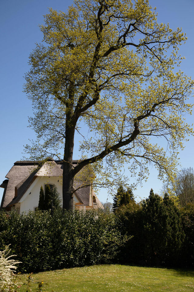 Ferienhaus in Boltenhagen - AHOl Ferienhaus - Bild 14