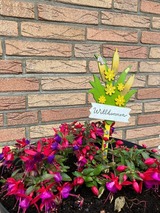 Ferienwohnung in Ostseebad Sch&ouml;nhagen - Haus mit Herz - Ferienwohnung 3 - Bild 25