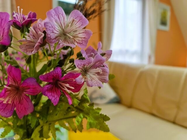 Ferienwohnung in K&uuml;hlungsborn - Fewo Seepferdchen bei Zacher - Bild 13